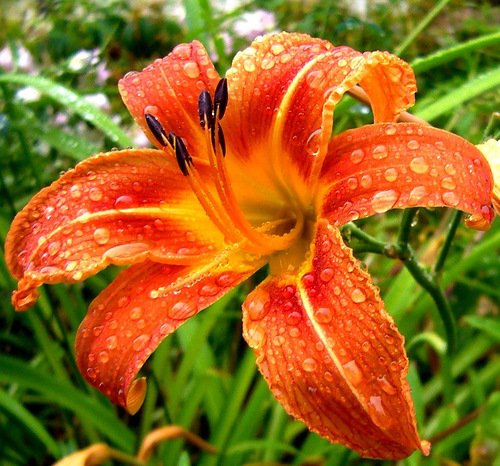 лилия - макро, лилия, цветок, лето, лепестки - оригинал