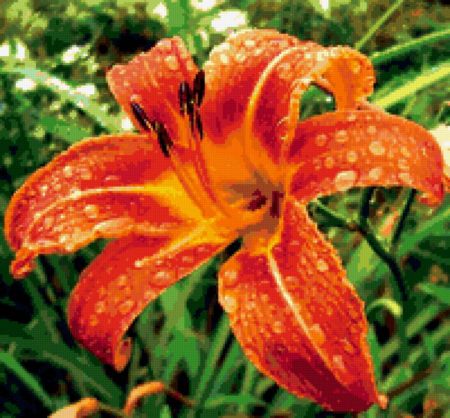 лилия - лепестки, макро, цветок, лето, лилия - предпросмотр