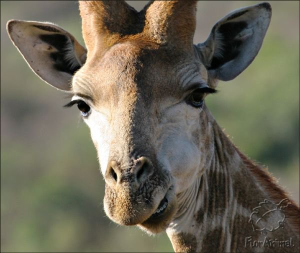 жираф - жираф - оригинал