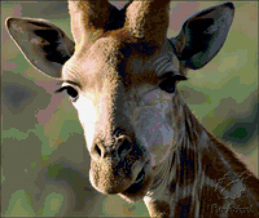 жираф - жираф - предпросмотр