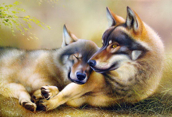 Пара волков - природа, волк, животные - оригинал