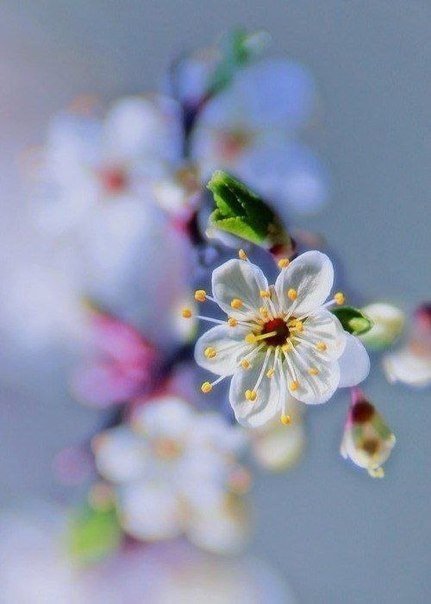 яблоня - цветы, яблоня, весна - оригинал