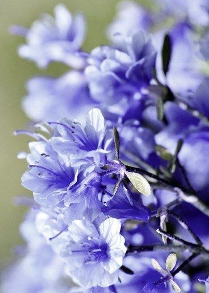 Цветы - синий, цветы - оригинал