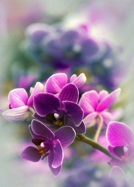 орхидеи - цветы, орхидеи - оригинал