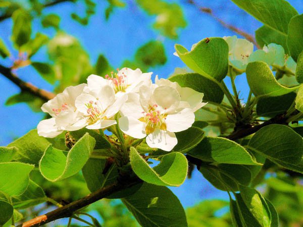 Яблоневый цвет - яблоня, цветы, крупный план, белый - оригинал