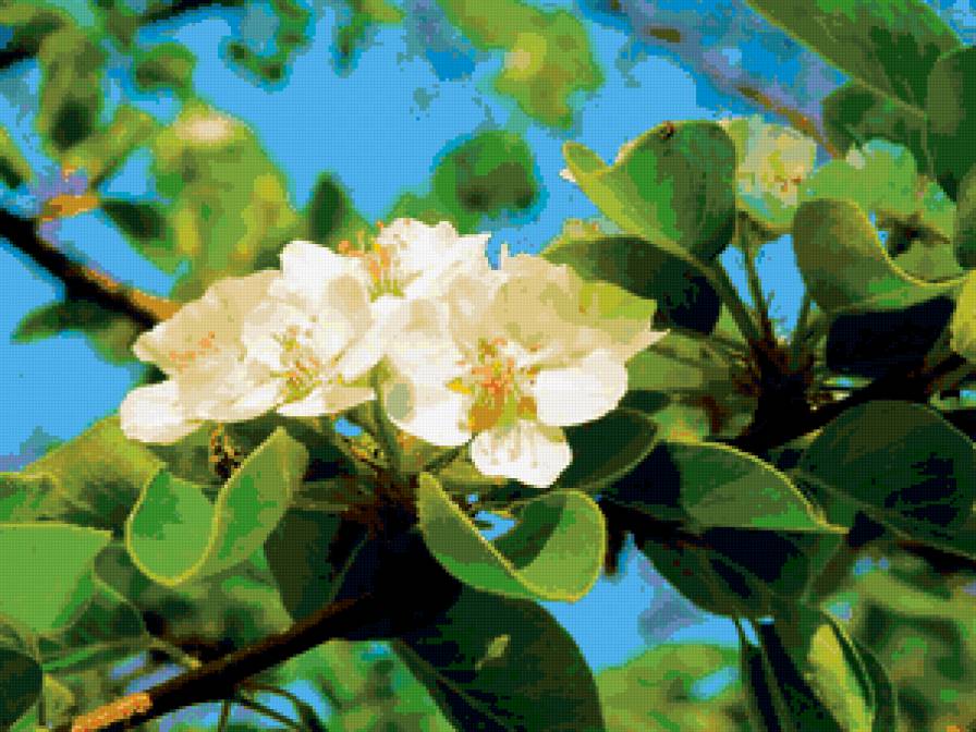 Яблоневый цвет - белый, цветы, крупный план, яблоня - предпросмотр