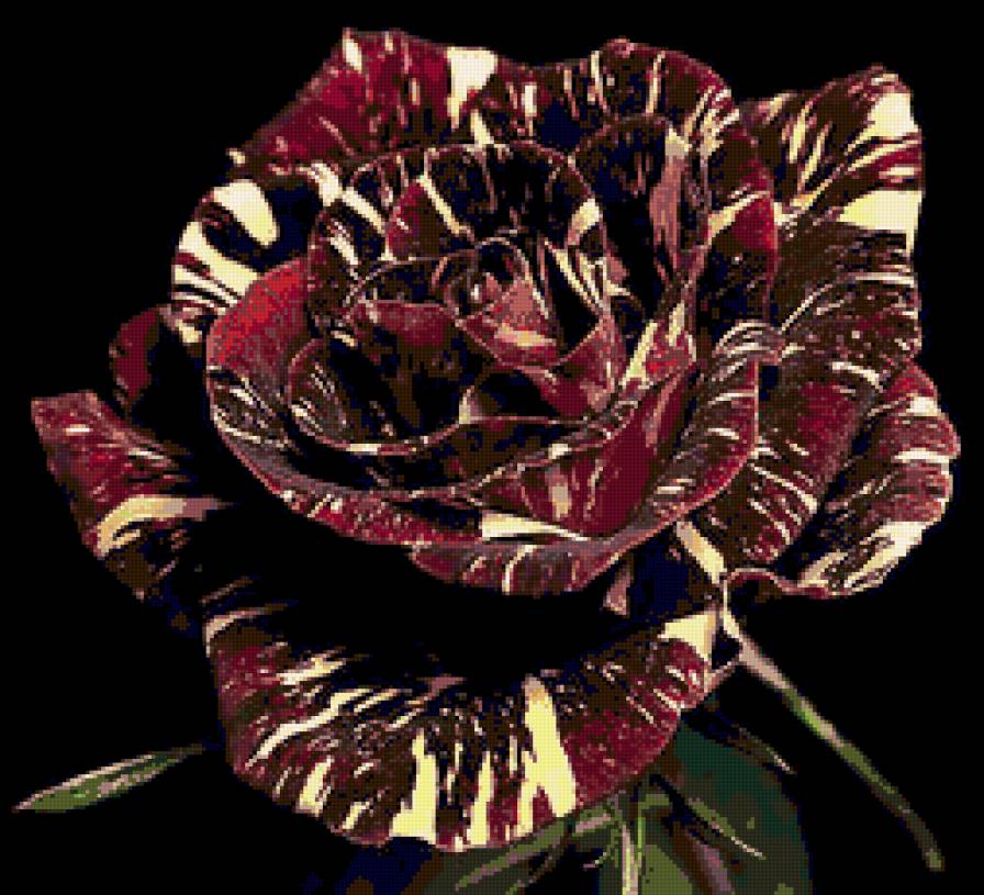 роза - цветы, роза - предпросмотр