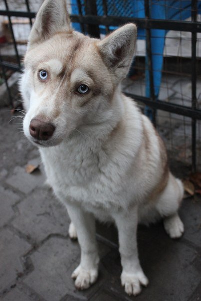 Ханна - хаски, собаки - оригинал