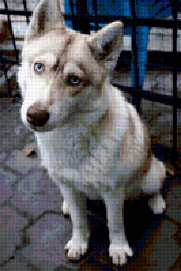 Ханна - собаки, хаски - предпросмотр