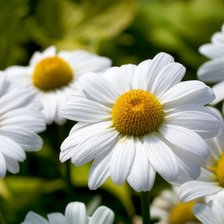 Схема вышивки «camomiles»