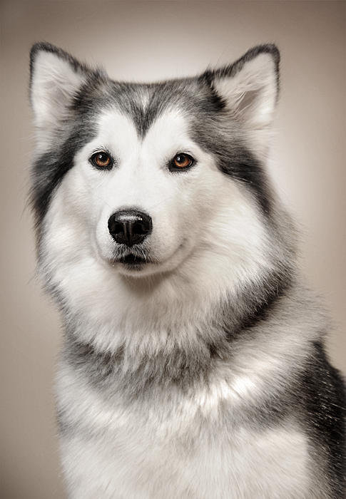 Волк - волки - оригинал