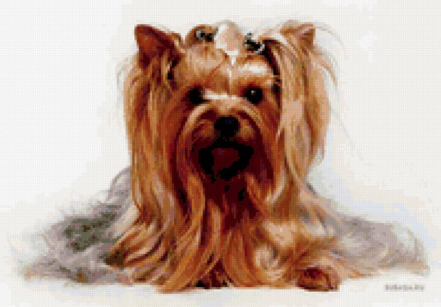 Йорк - собаки - предпросмотр