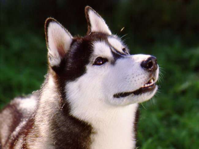 Лая - собаки - оригинал