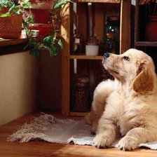 Схема вышивки «Собака №1»