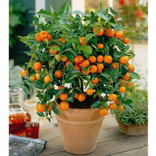 Оригинал схемы вышивки «orange tree» (№414767)