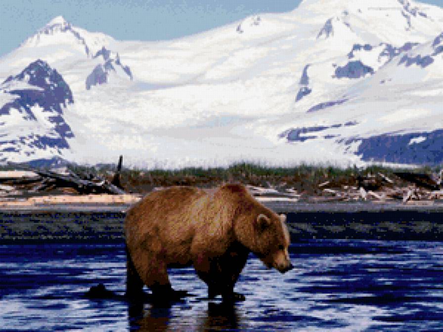Медведь - горы, медведи, медведь, пейзаж, животные - предпросмотр