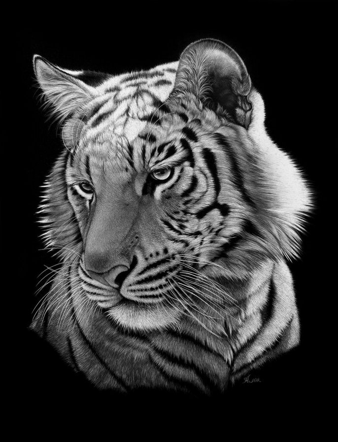 Тигр 2 - тигры, тигр, животные, большие кошки - оригинал