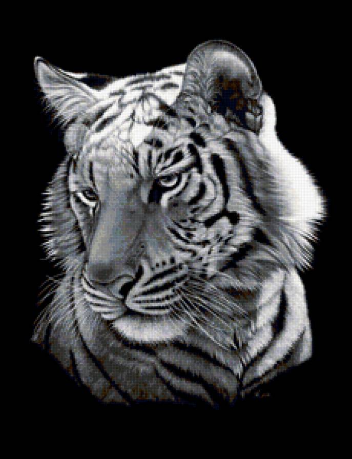 Тигр 2 - животные, тигр, тигры, большие кошки - предпросмотр