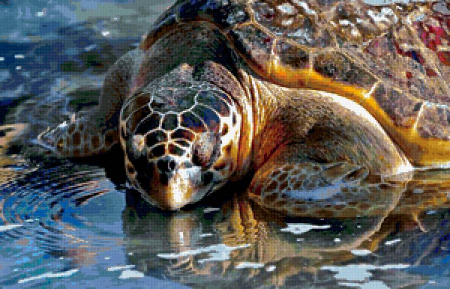 Черепаха - животные, черепаха, море, природа - предпросмотр