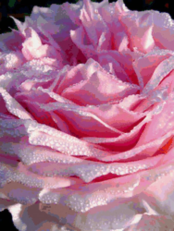 роза - макро, цветок, роза, лето - предпросмотр