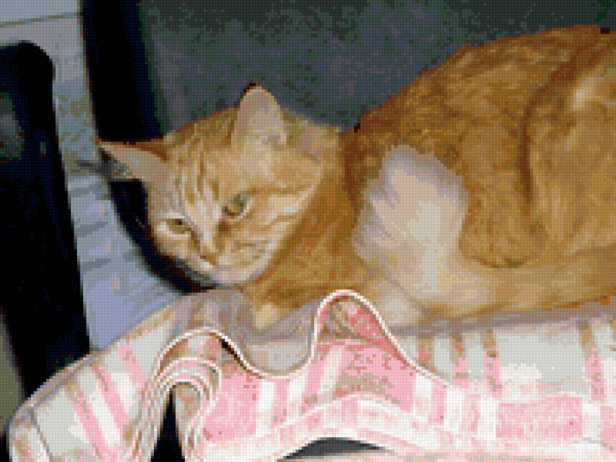 Мусяша - ласка, животные, кошки - предпросмотр