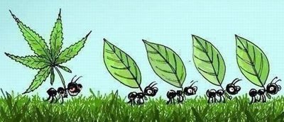 муравей - муравей - оригинал