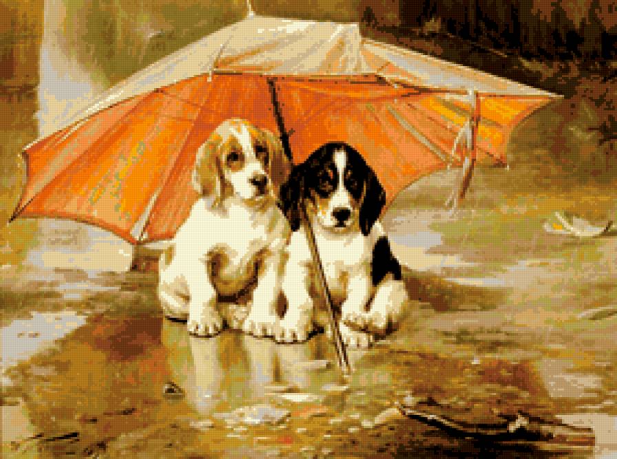 собаки под зонтом - собаки - предпросмотр
