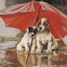 собаки под зонтом два
