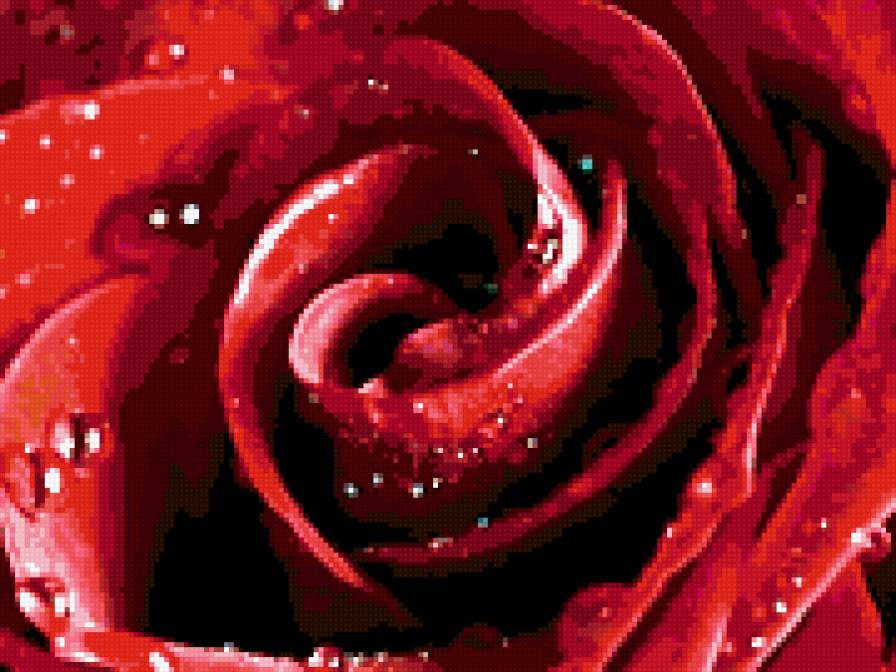 красная роза - предпросмотр
