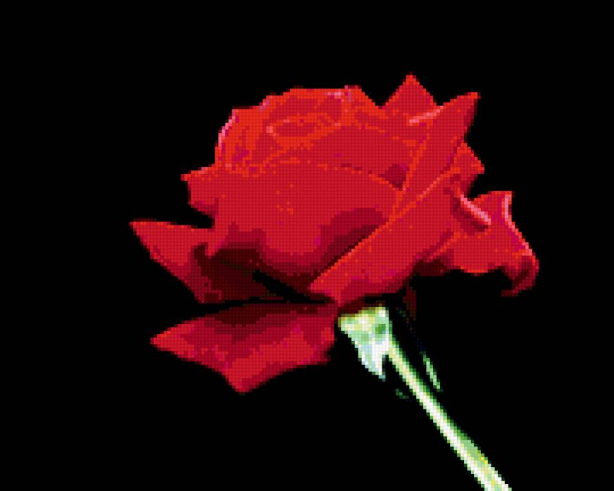красная роза - предпросмотр