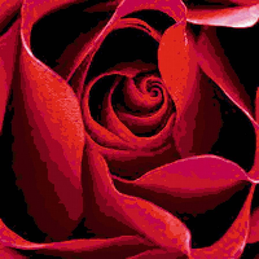 роза красная - предпросмотр