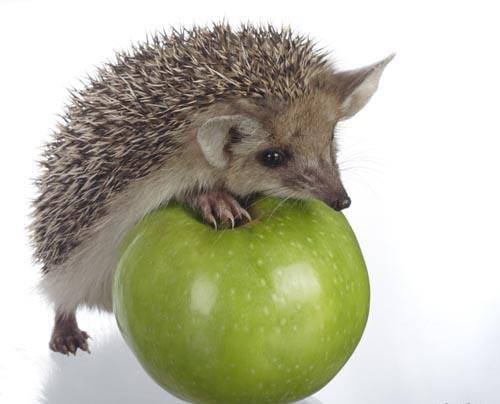ёжик - яблоко, детское, ежик - оригинал