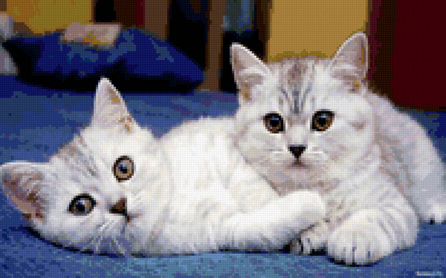 котята - котята, домашние животные, кошки - предпросмотр