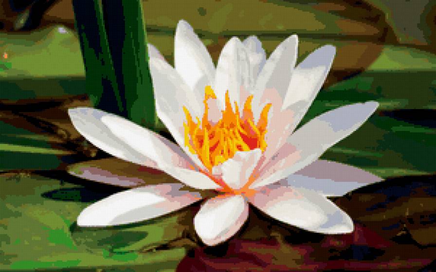 Водяная лилия - лилия - предпросмотр