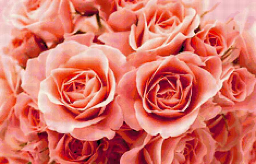прекрасные розы - цветы, розы - предпросмотр