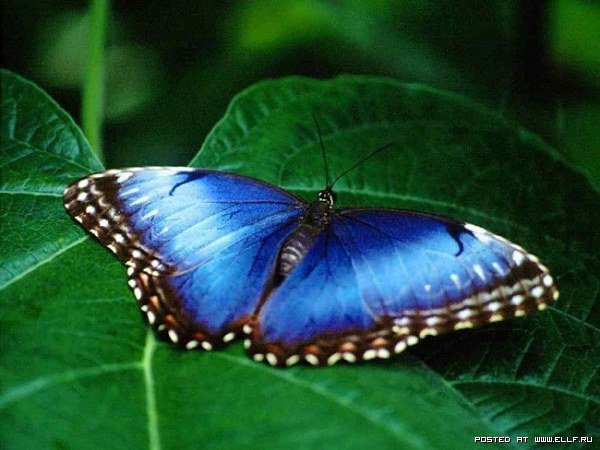 Бабочка - бабочка - оригинал