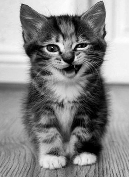 Котенок - оригинал