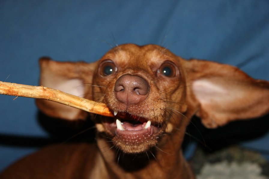 Моя такса Груша. - такса, собаки - оригинал