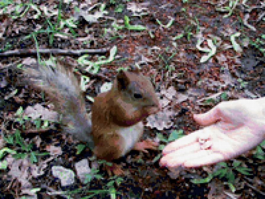 Бельчонок - животные, белка, природа, лес - предпросмотр