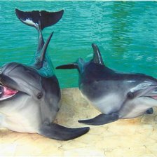 Схема вышивки «животные»