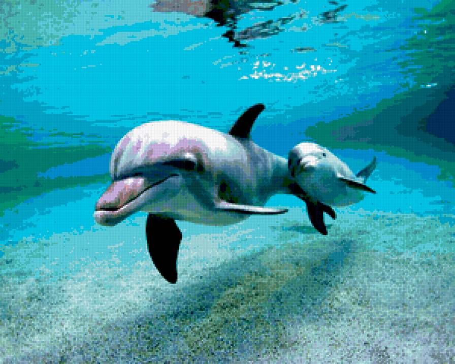 delfini - animals, delfini - предпросмотр