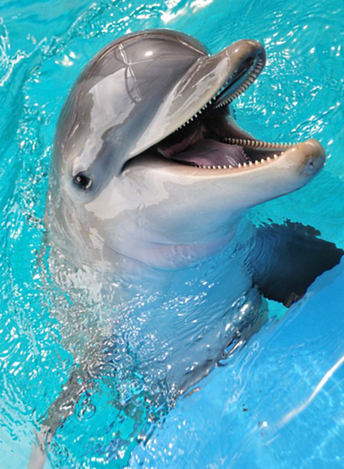 delfini - animals, delfini - оригинал