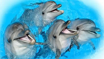 delfini - animals, delfini - оригинал