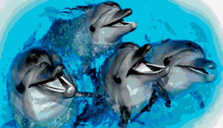 delfini - animals, delfini - предпросмотр