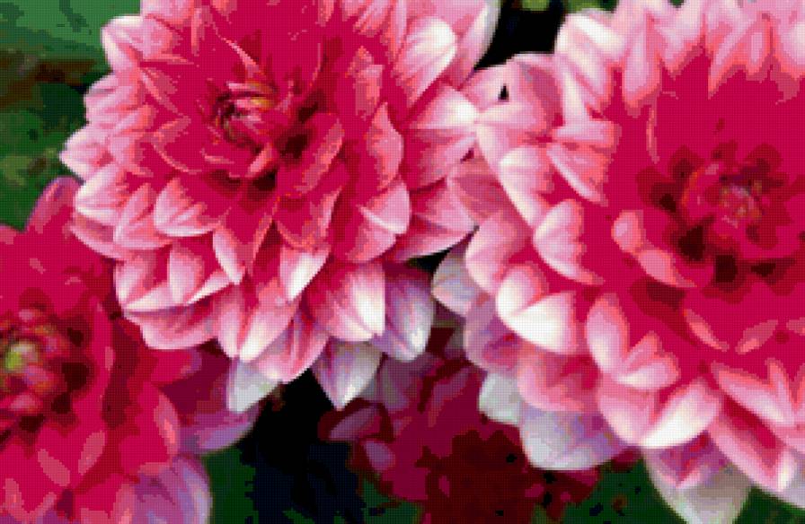 из цикла Георгины - предпросмотр