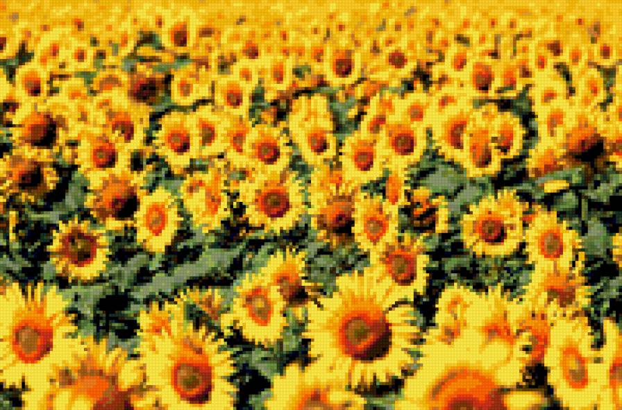 Солнечный рай - подсолнух, солнце, лето - предпросмотр