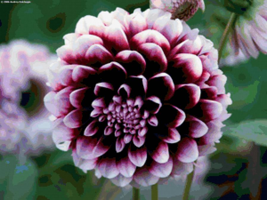 из цикла Георгины - предпросмотр