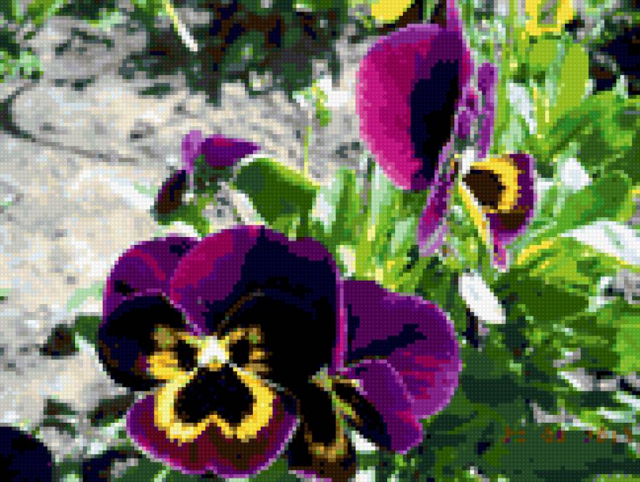 Анютины глазки - предпросмотр