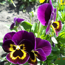 Схема вышивки «Анютины глазки»