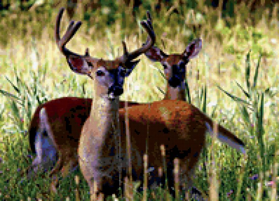 олени - природа, олени, животные - предпросмотр